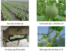 Quy trình trồng dưa lưới (Cucumis melo L.) trên giá thể trong nhà màng áp dụng tưới nhỏ giọt