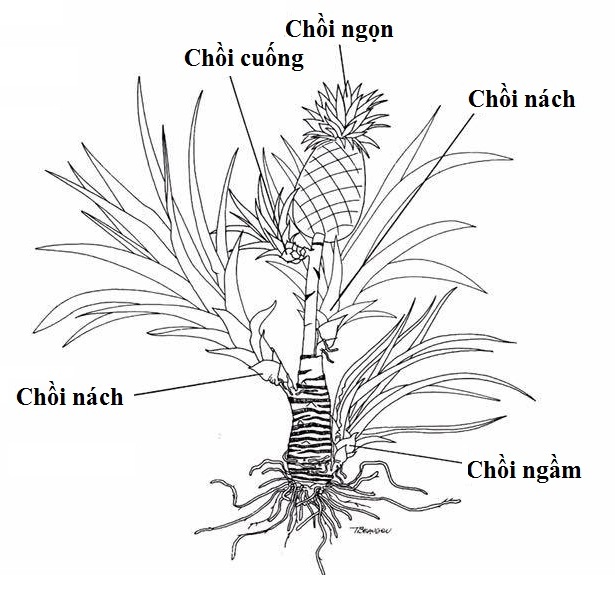 3. Công dụng của quả dứa