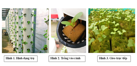 Quy trình canh tác rau khí canh trụ đứng