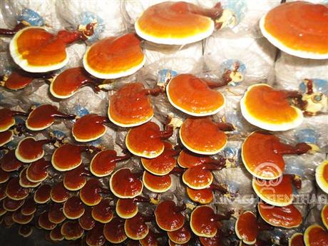 Mô hình hệ thống thiết bị compost trồng nấm