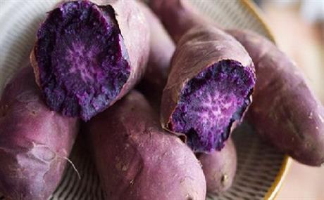 Công nghệ sản xuất rượu vang từ khoai lang tím