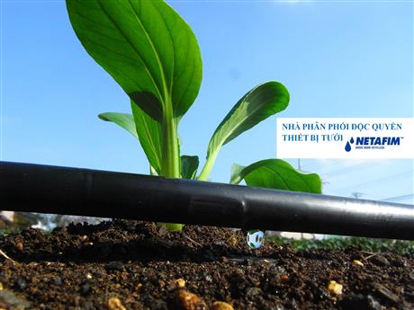 Tưới nhỏ giọt: phương thức canh tác phù hợp trên đất nhiễm mặn