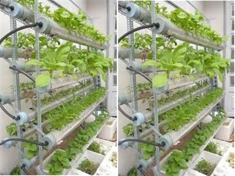 Các mô hình trồng rau thủy canh hiệu quả