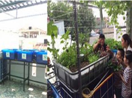 Hệ thống trồng rau kết hợp nuôi cá tự động