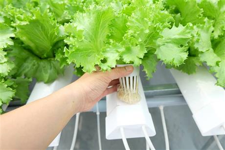 Trồng rau thủy canh: Nông nghiệp sạch từ trang trại... đến hộ gia đình