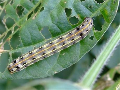 Chế phẩm sinh học phòng trừ sâu khoang ăn tạp hại rau, đậu tại TP.HCM.