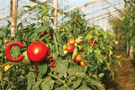 Công nghệ thúc đẩy tăng trưởng cây trồng trong nhà kính nhờ khí CO2