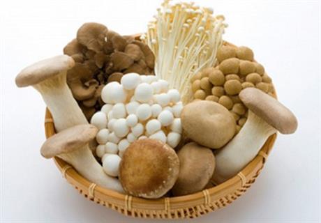 Mô hình trồng nấm