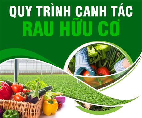 Quy trình canh tác rau hữu cơ