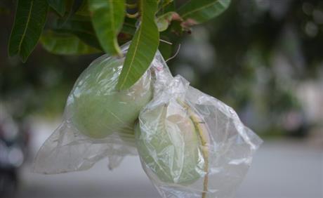 Mời tham dự hội thảo giới thiệu “Công nghệ đục vi lỗ trên màng bao, tăng chất lượng trái cây”