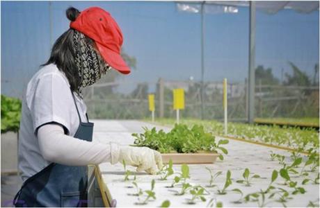 [Trực tiếp] Hội thảo giới thiệu “Công nghệ điều tiết dinh dưỡng và xử lý cáu cặn trong hệ thống thủy canh”