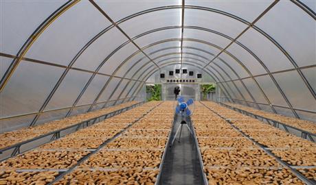 Solar-D: Nhà sấy nông sản sử dụng năng lượng mặt trời