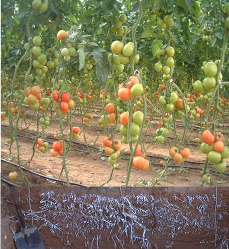 Hệ thống tưới nhỏ giọt giảm từ 30 đến 60% nước so với phương pháp tưới truyền thống