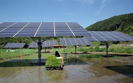 Hệ thống giám sát chuồng trại thông minh kết hợp sản xuất điện năng lượng mặt trời