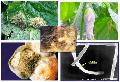 Phòng chống côn trùng gây hại bằng vi sinh vật phân giải gelatin và chitin