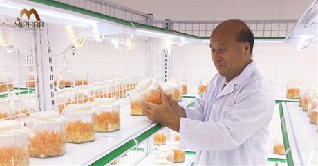 Nano Oligochitosan – Giải pháp mới kích thích tăng trưởng và kháng bệnh cho nông nghiệp sạch