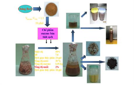 Techmart Công nghệ sinh học 2020: Thủy phân phế phẩm nông nghiệp bằng chế phẩm enzyme protease