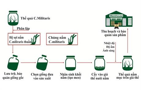 Techmart Công nghệ sinh học 2020: Công nghệ nuôi trồng đông trùng hạ thảo