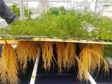 Mời tham dự Chương trình hợp tác công nghệ "Quy trình nhân giống vô tính và sản xuất sinh khối cây dược liệu bằng công nghệ khí canh"