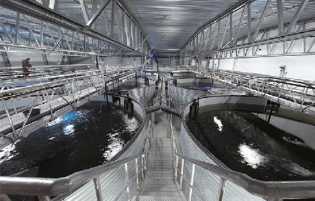 Techmart Công nghệ sau thu hoạch 2020: Hệ thống nuôi trồng thủy sản tuần hoàn (RAS)