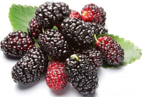 Chủ động sản xuất dược phẩm từ dâu tằm trị bệnh tiểu đường