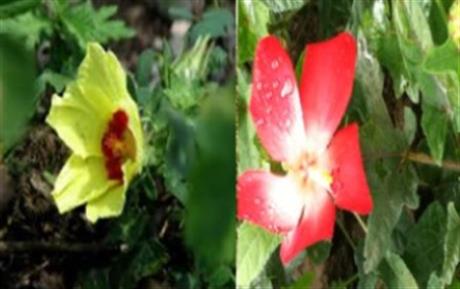 Ngày 24/7 diễn ra Chương trình hợp tác công nghệ chủ đề "Sản xuất sâm Bố chính theo hướng hữu cơ"