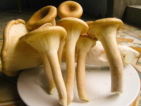 Mời tham dự hội thảo giới thiệu “Quy trình nuôi trồng Nấm chân dài - Lentinus giganteus Berk”