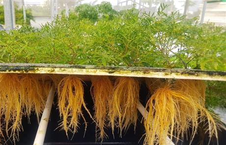 Khảo sát nhu cầu hợp tác, ứng dụng công nghệ khí canh sản xuất dược liệu