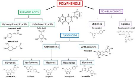Hội thảo công nghệ chiết xuất thực vật thảo mộc và tiềm năng ứng dụng