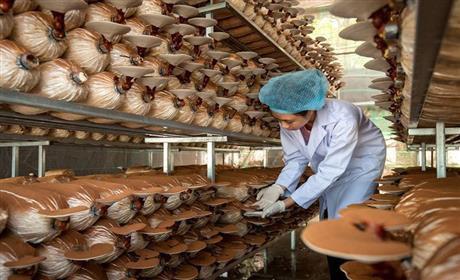 Hội thảo về nuôi trồng nấm dược liệu theo hướng hữu cơ và giải pháp tăng giá trị sản phẩm