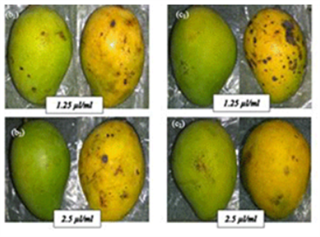 Bảo quản thực phẩm bằng màng sinh học kết hợp tinh dầu thực vật