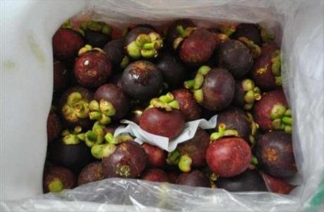 Giải pháp bảo quản cho măng cụt