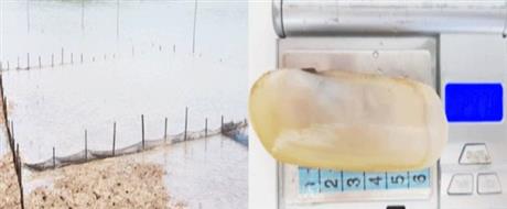 Thử nghiệm nuôi móng tay chúa ở Cần Giờ