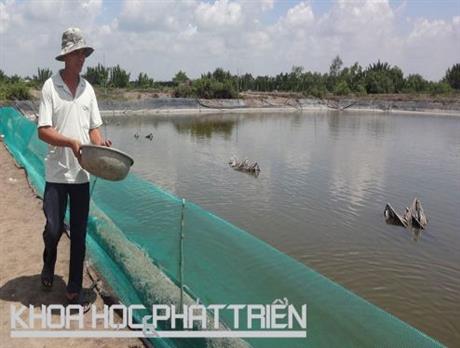 Tăng thu nhập nhờ nuôi cua trên ruộng muối