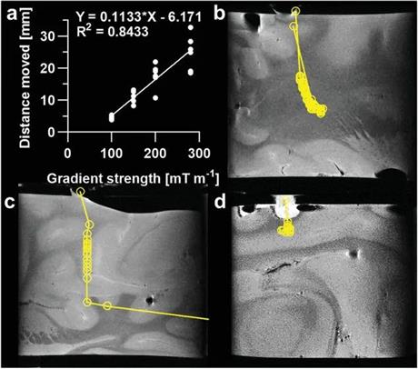 Phương pháp mới, sử dụng máy chụp cộng hưởng từ và hạt nhiệt điều trị ung thư