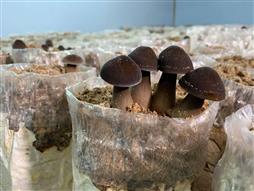 Quy trình nuôi trồng nấm mối đen