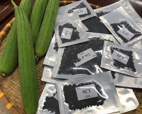 Lai tạo giống mướp hương năng suất cao