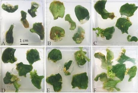 Nghiên cứu ứng dụng công nghệ chỉnh sửa gen CRISPR/Cas9 trên cây dưa leo hướng đến tạo giống dưa leo có khả năng kháng virus