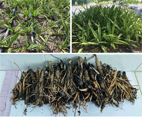 Xây dựng quy trình canh tác cây Sâm cau giống nuôi cấy mô