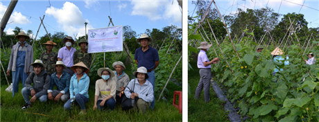 Tạo giống dưa leo ưu thế lai F1 với dòng mẹ toàn hoa cái cho vùng Miền Đông Nam Bộ bằng ứng dụng bộ chỉ thị phân tử hỗ trợ hồi giao