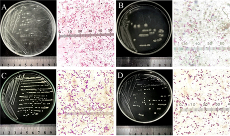 Phân lập vi khuẩn có khả năng hấp thu sulfide từ nước thải thủy sản