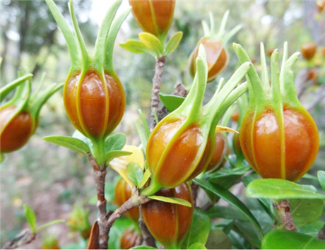 Nghiên cứu khả năng chống viêm khớp của quả sơn chi tử