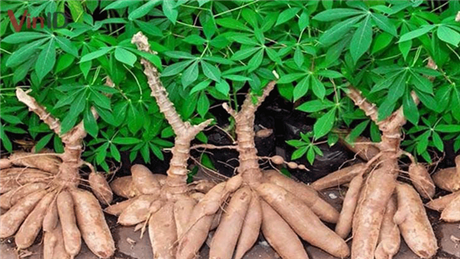 Xử lý nước thải dệt nhuộm bằng than sinh học từ vỏ sắn