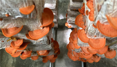 Tiến sĩ trồng nấm vân chi đỏ bằng vỏ trấu