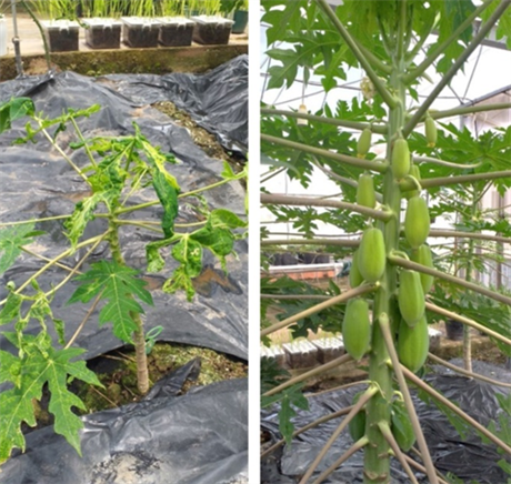 Việt Nam chỉnh sửa thành công gene đu đủ kháng bệnh đốm vòng