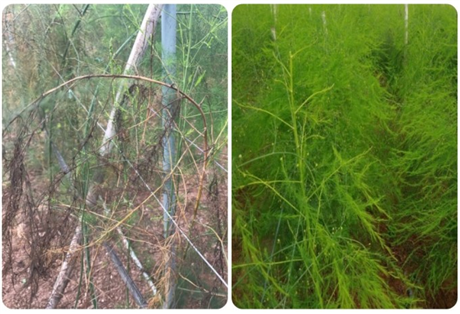 Chế phẩm nano chữa bệnh cho cây trồng