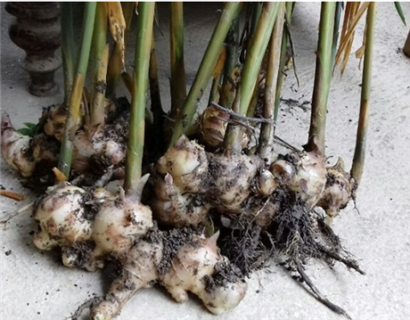 Nano hóa củ gừng thành sản phẩm bảo vệ sức khỏe