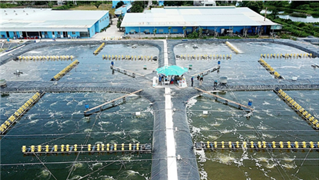 Tiết kiệm chi phí từ mô hình nuôi tôm tuần hoàn nước