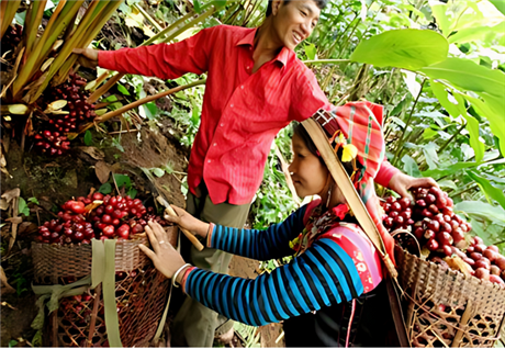 Lưu giữ hương thơm thảo quả