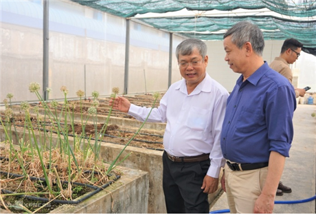 Tạo thành công hạt giống hành tím